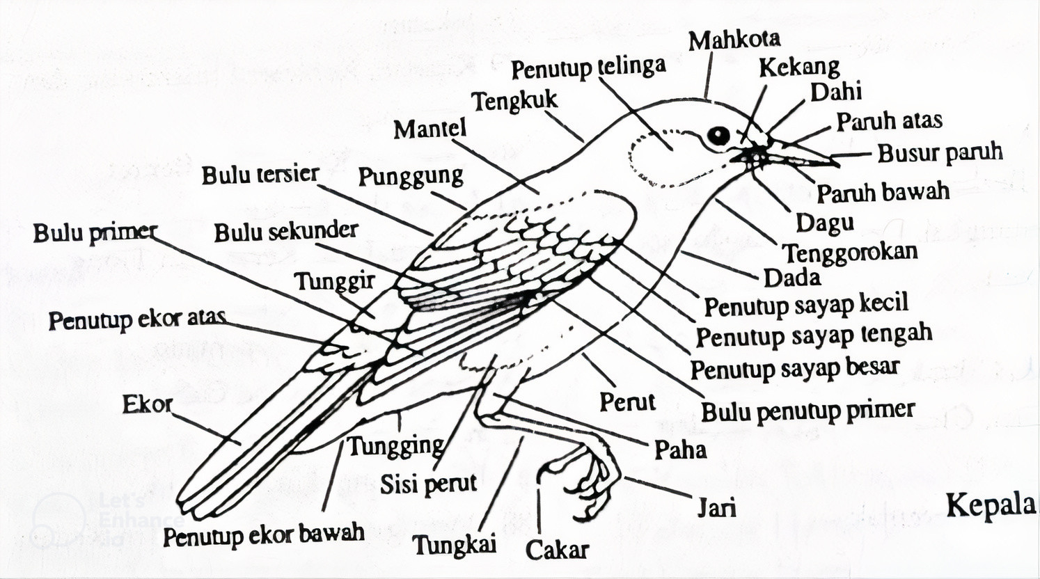 morfologi burung